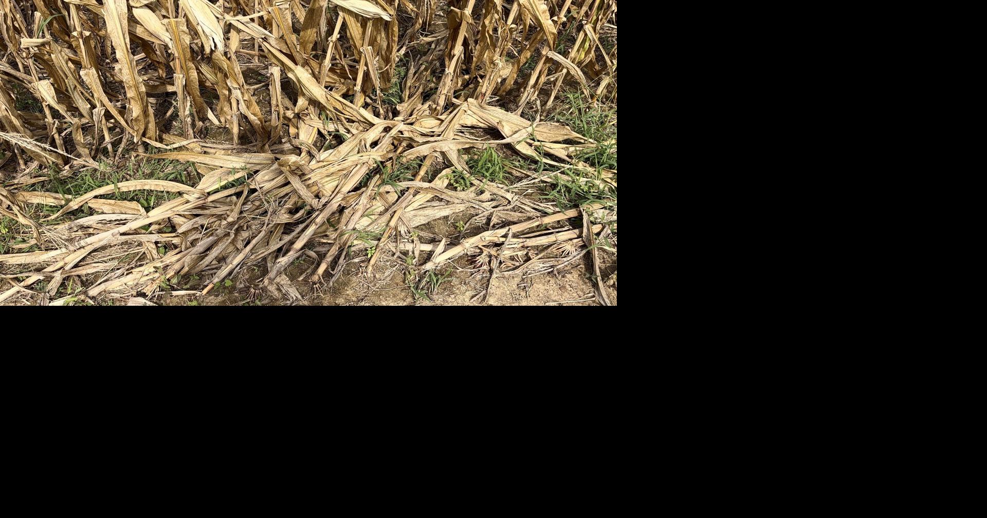 Storm damage hits western Kentucky crops ahead of harvest season