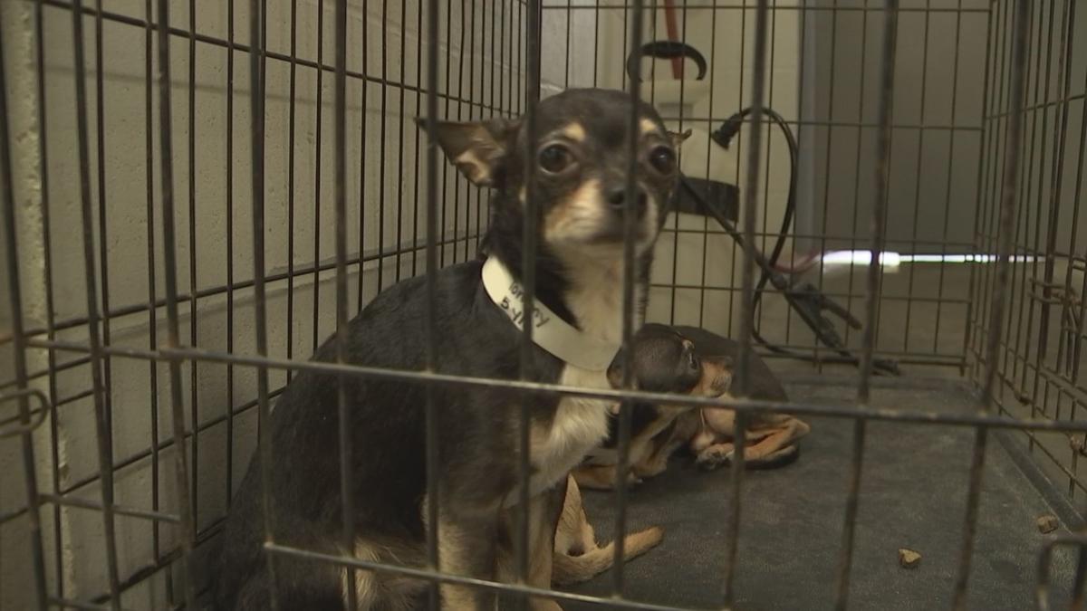 The Rescued Chihuahuas Have Been Released To The Mccracken County Humane Society News Wpsd Local 6