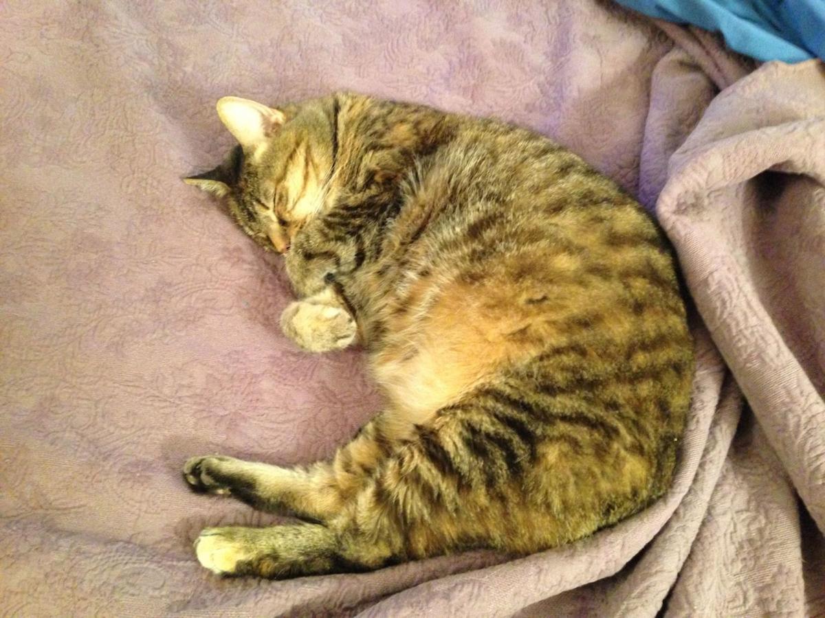 GALLERY Celebrating International Cat Day News WPSD GALLERY Celebrating International Cat Day News WPSD
