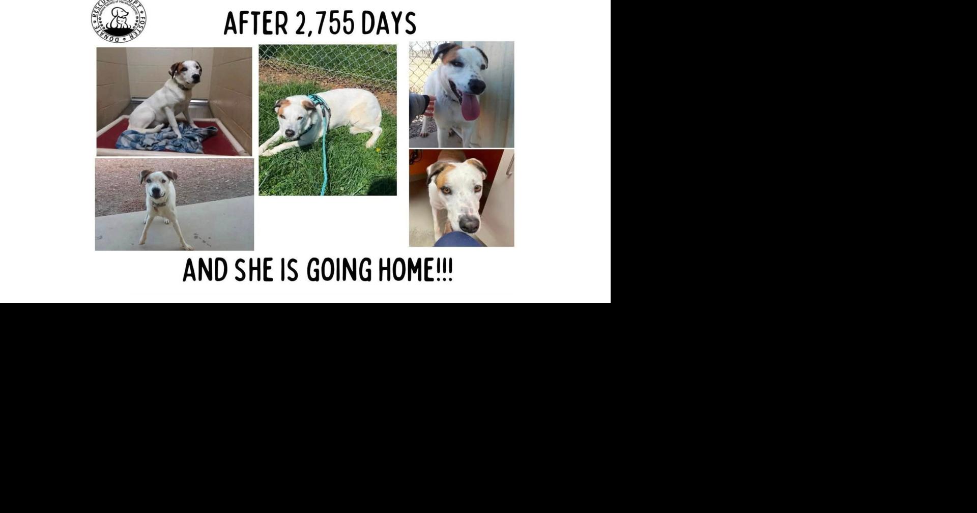 Read MoreAfter nearly 7 1/2 years, Marshall County dog finds forever home