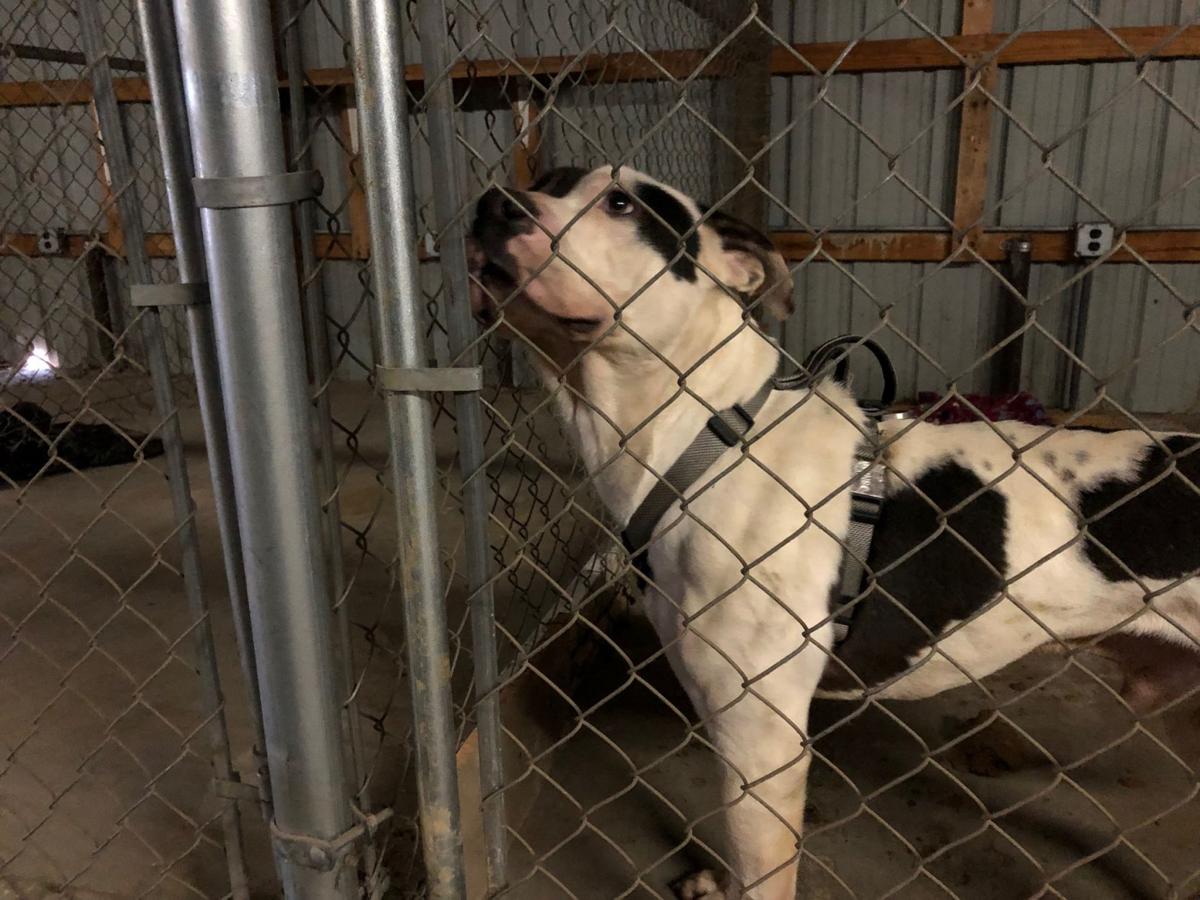 Flooding In Paducah Forces Animal Shelter To Relocate All Dogs Flood 19 Wpsd Local 6