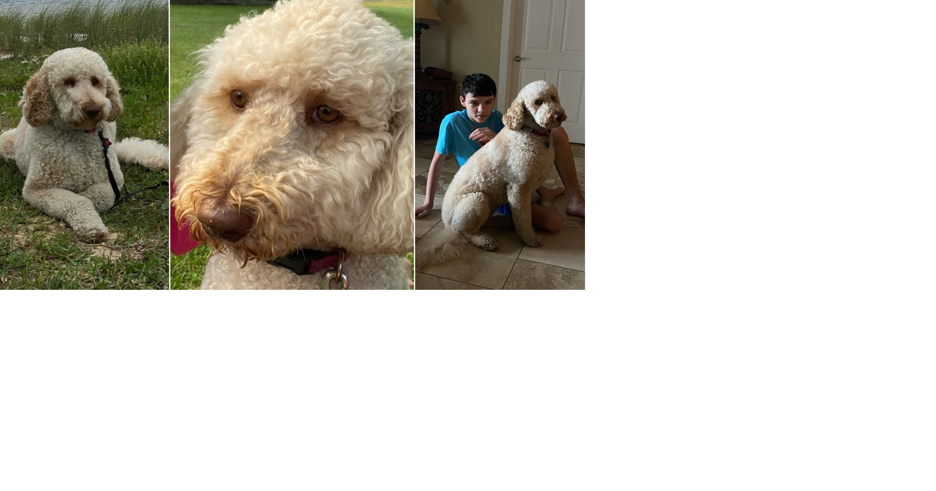 Graves County family searching for lost service dog | News | WPSD Local 6