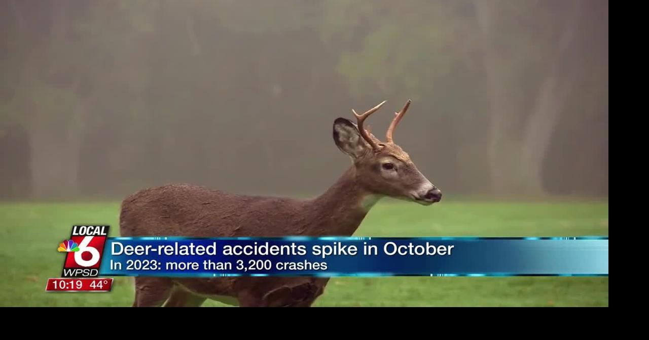 KYTC Deerrelated collisions spike in October News WPSD Local 6
