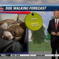 Dog walking forecast 7.4.24 | Weather Dog walking forecast 7.4.24 | Weather
