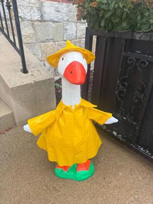 River Discovery Center Seeks Missing Goose Reportedly Seen on Porch