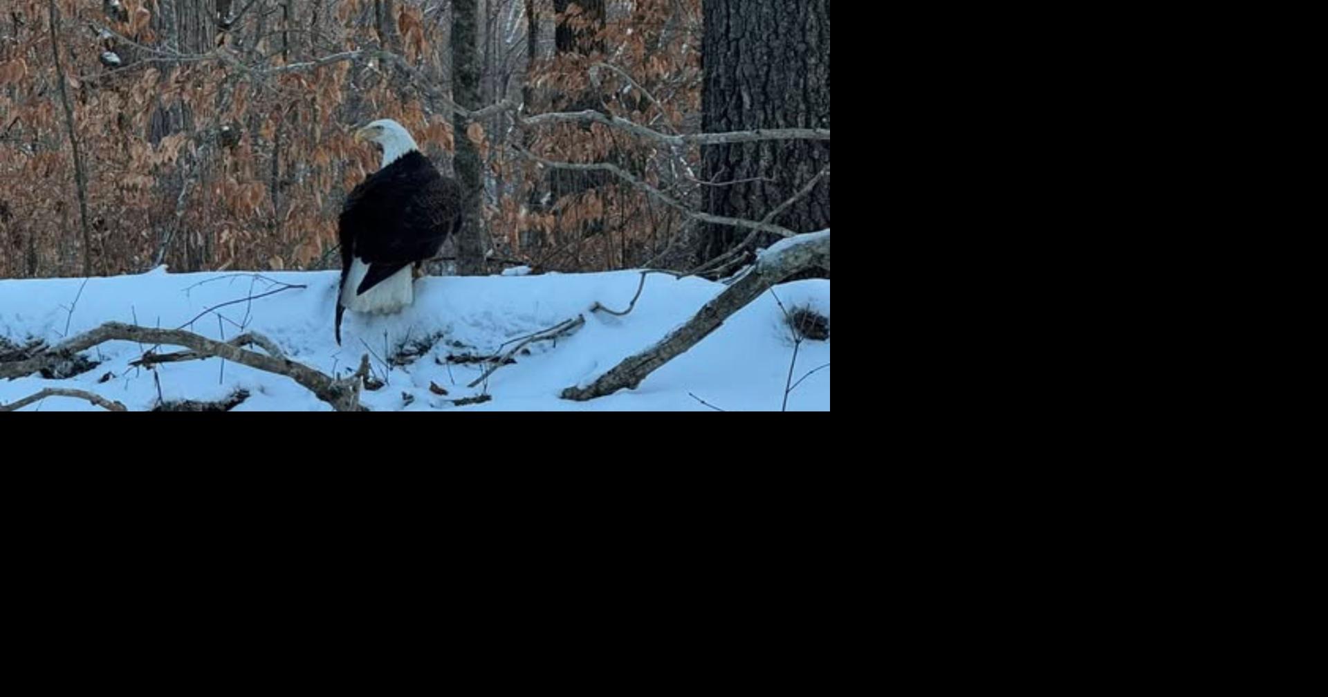 'Wildlife crimes deserve consequences' — State park seeks information after bald eagle shot