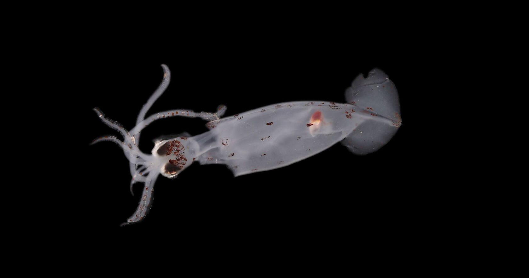 Scientists discover 100 potential new deep-sea species, including mystery creature - Vimarsana News