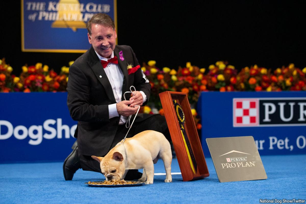 French Bulldog named Winston declared Best in Show at National Dog Show, <span class=tnt-section-tag no-link>News</span>
