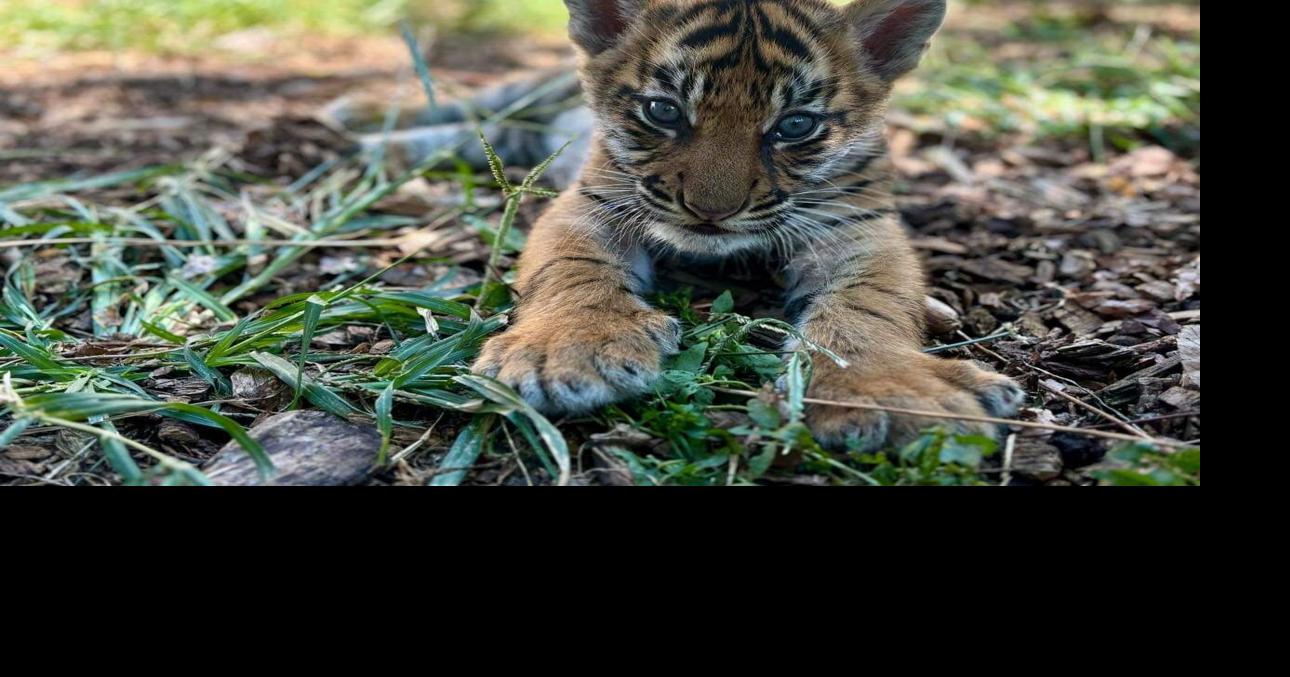 The Louisville Zoo invites the public to help name their new tiger cub