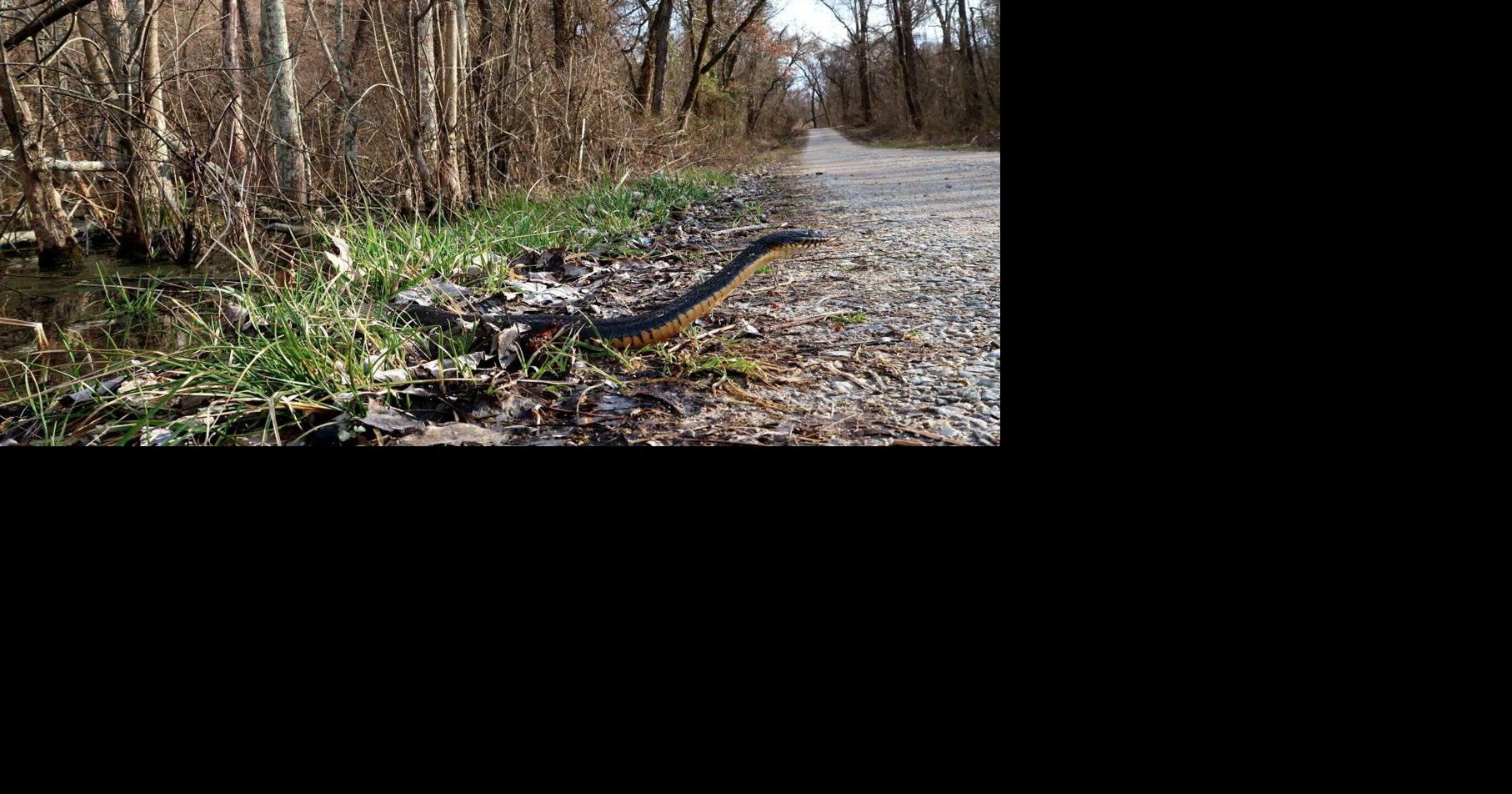 Snake Road closes early for spring migration | News | WPSD Local 6
