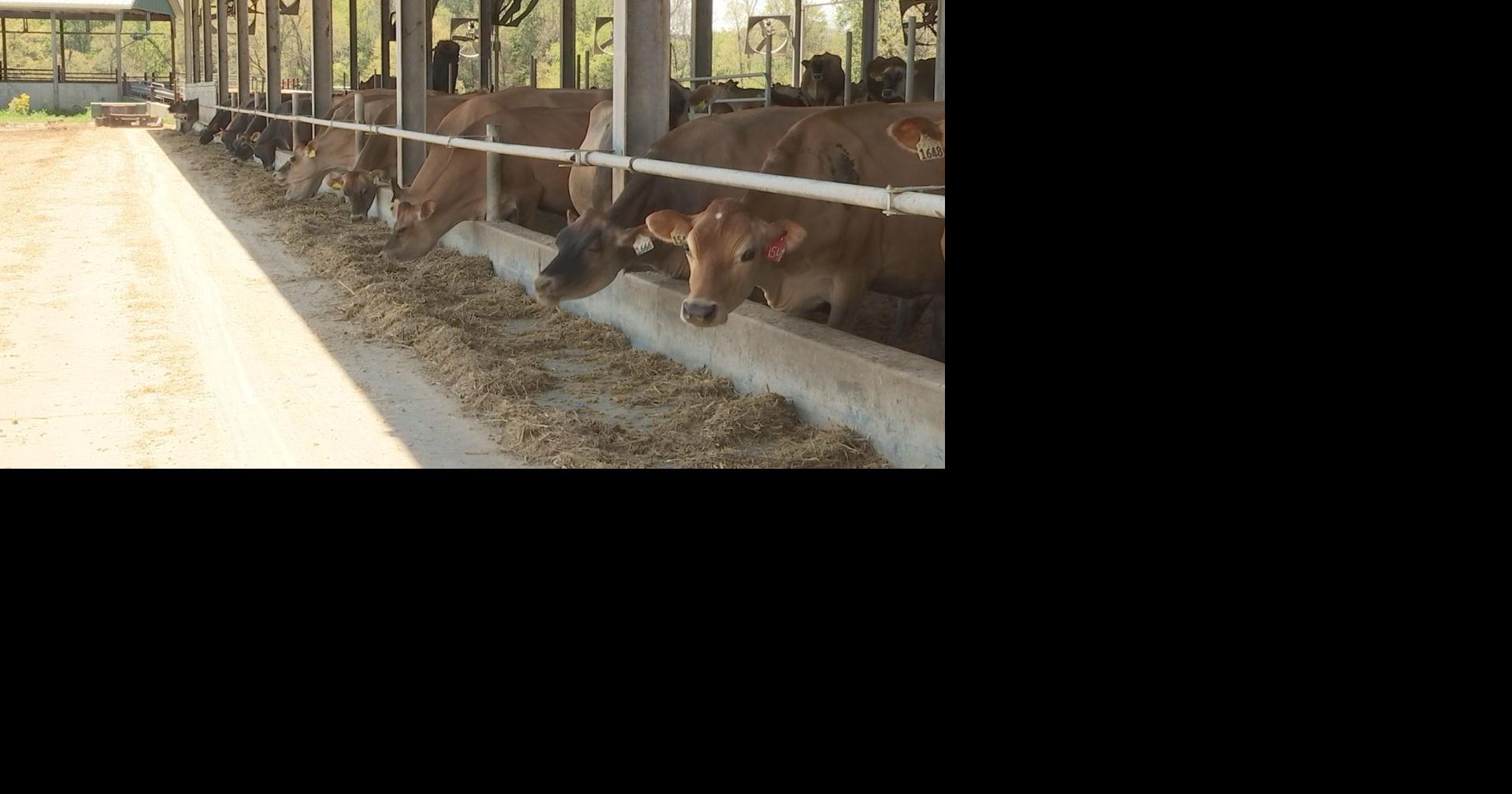 Some dairy producers being forced to dump milk amid high demand | News ...