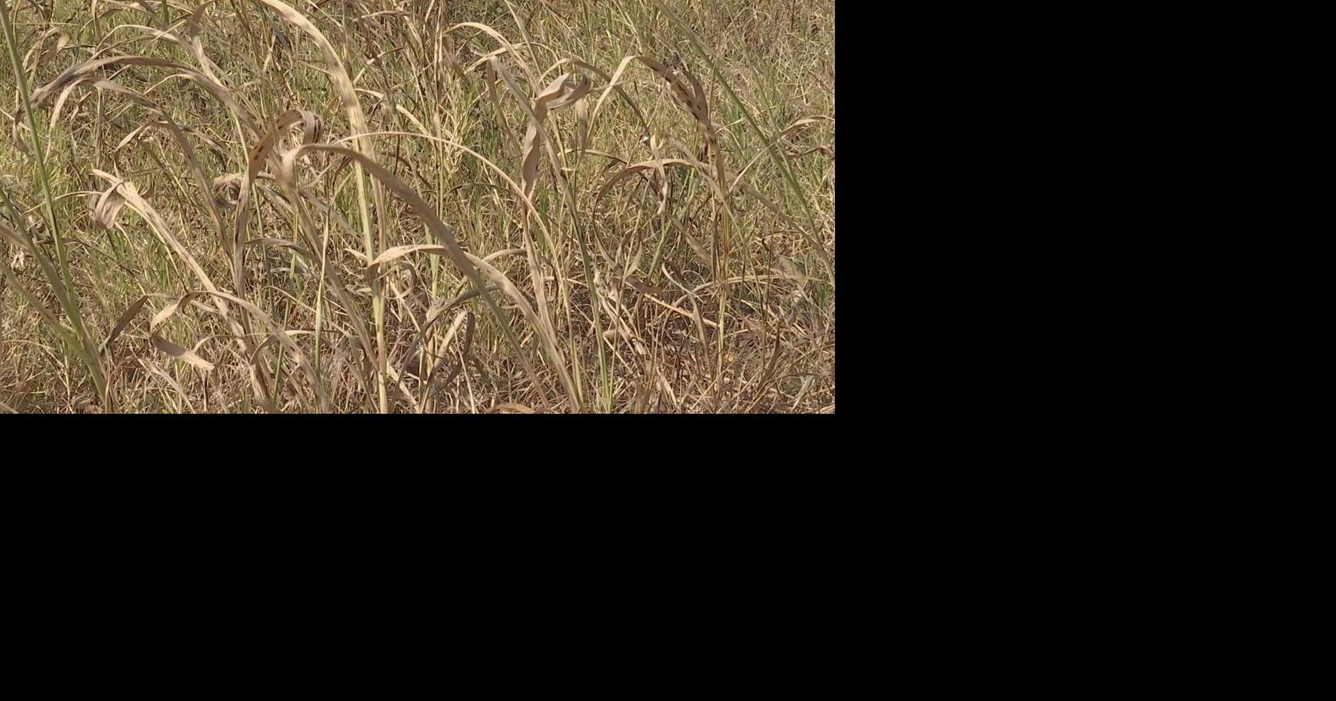 Several counties under burn bans due to dry conditions | News | WPSD ...