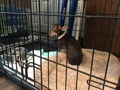 More Chihuahuas Available For Adoption From Mccracken County Humane Society News Wpsd Local 6