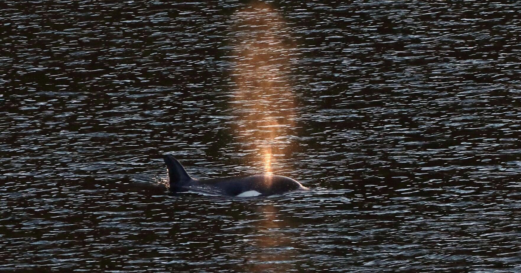 Orca calf stranded in British Columbia lagoon for more than a month swims out on her own - Vimarsana News