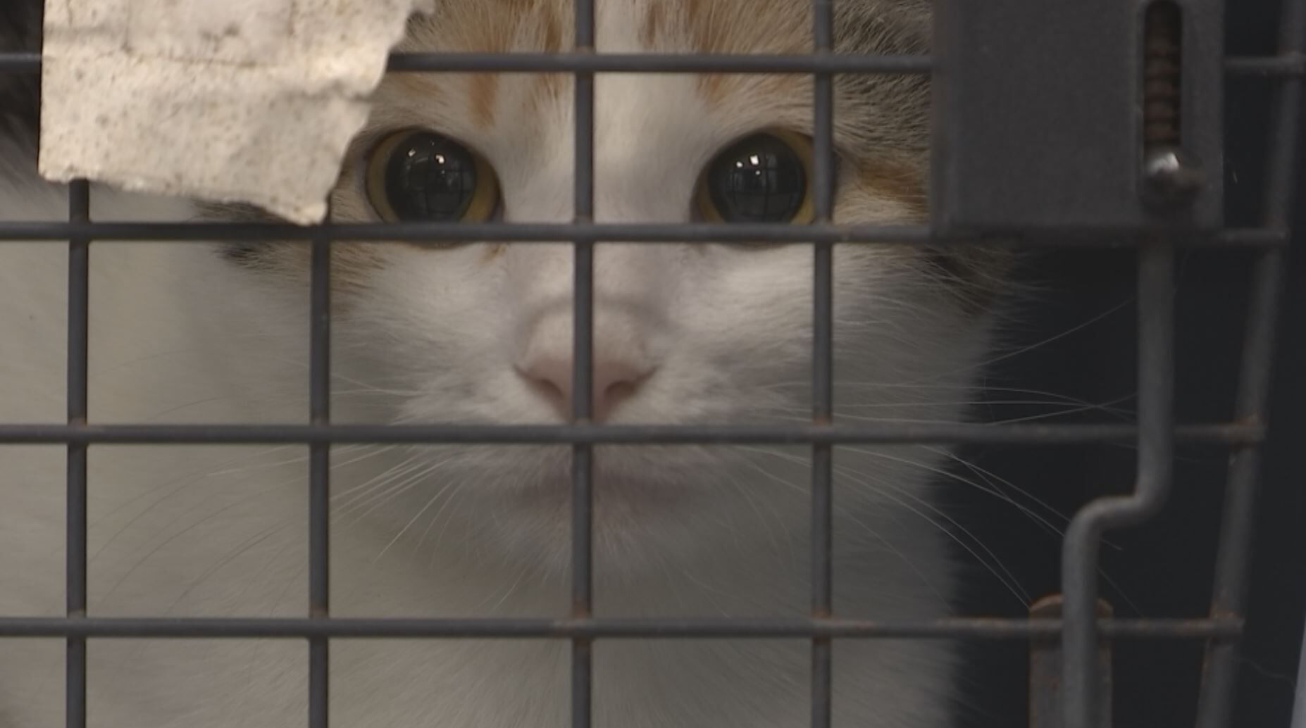 Top alley cat spay and neuter Shop