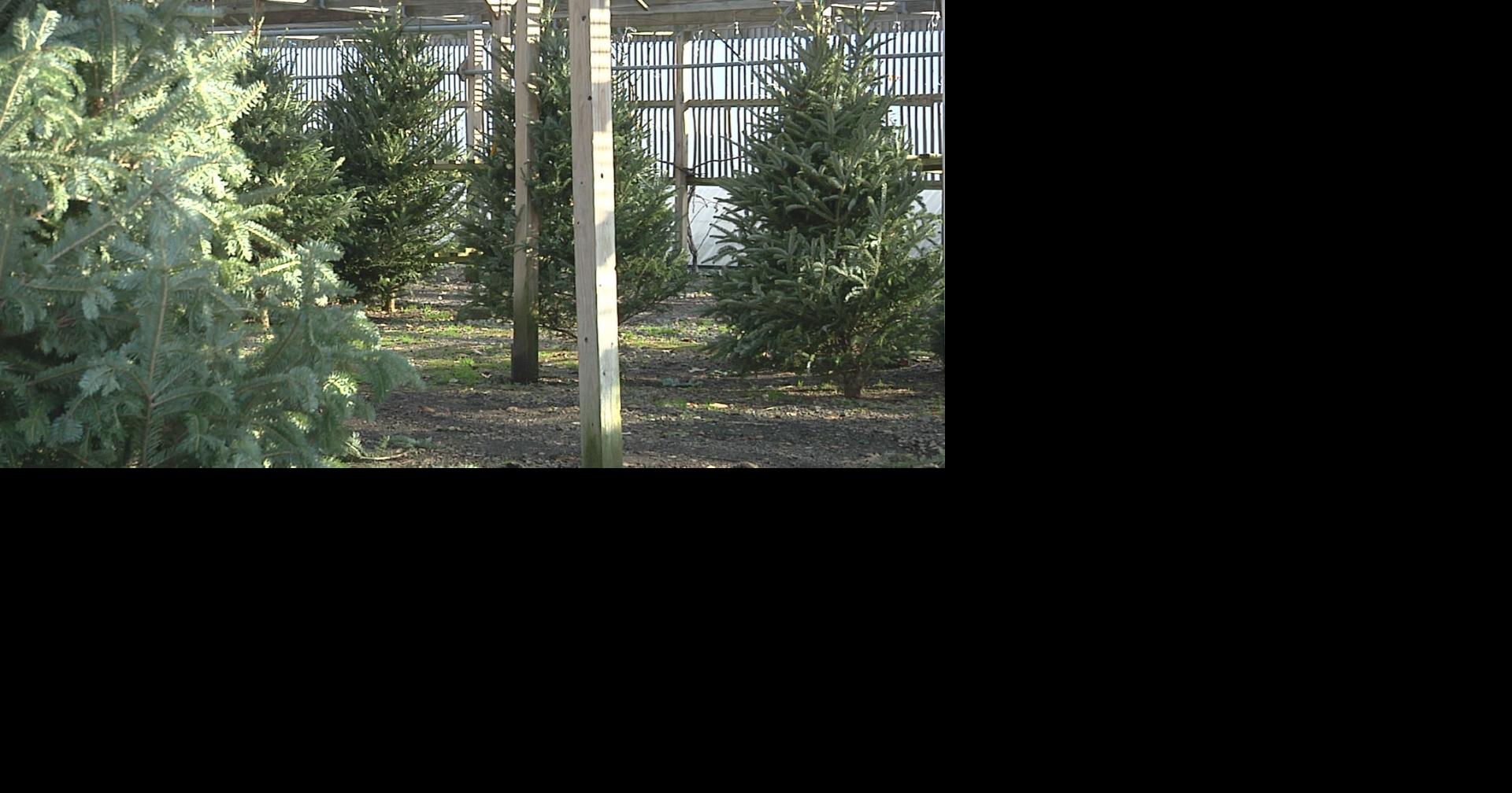 James Sanders Nursery thriving despite Christmas tree shortage News