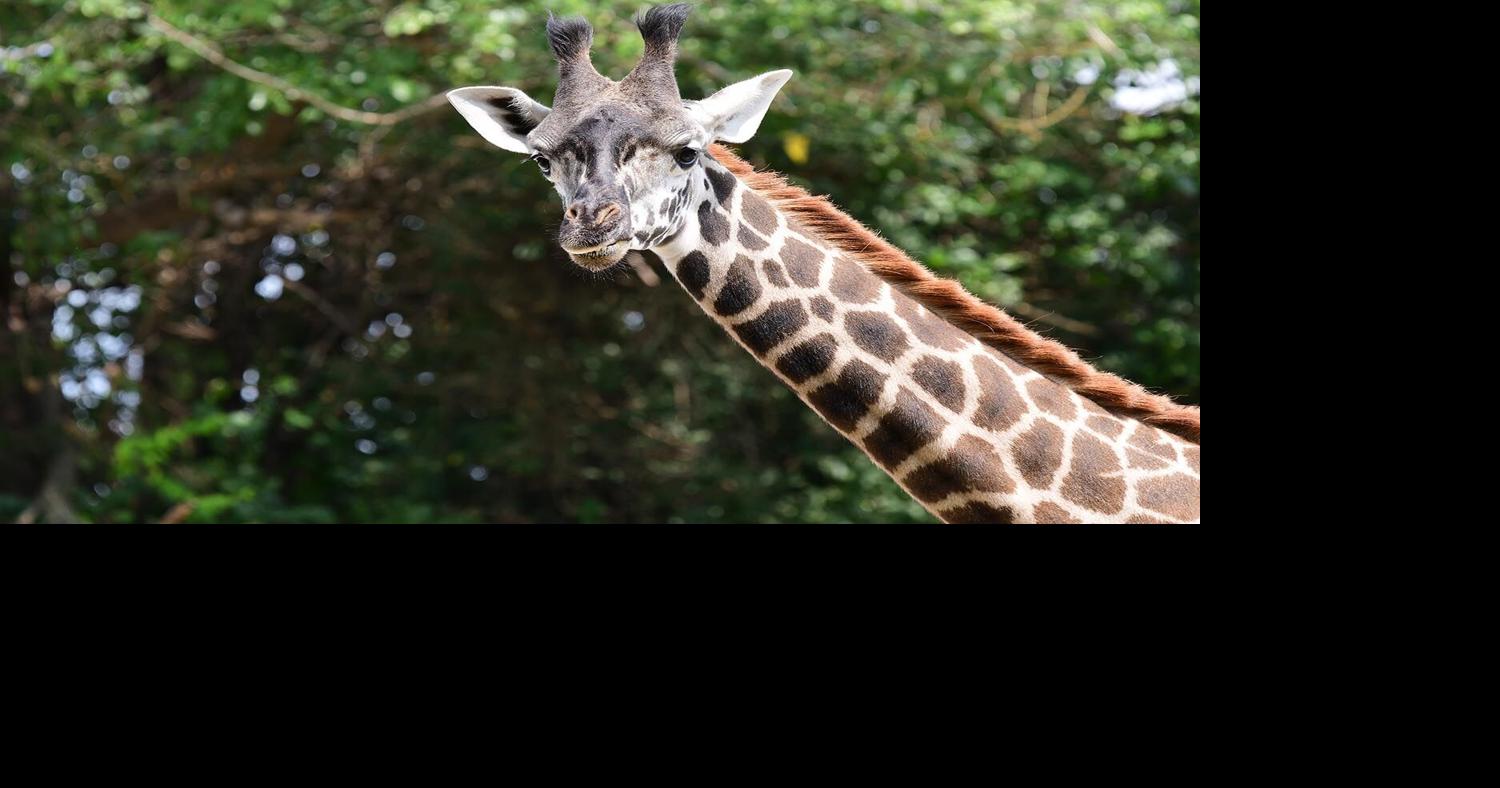 A Texas zoo is mourning the death of its 31-year-old giraffe, Twiga ...
