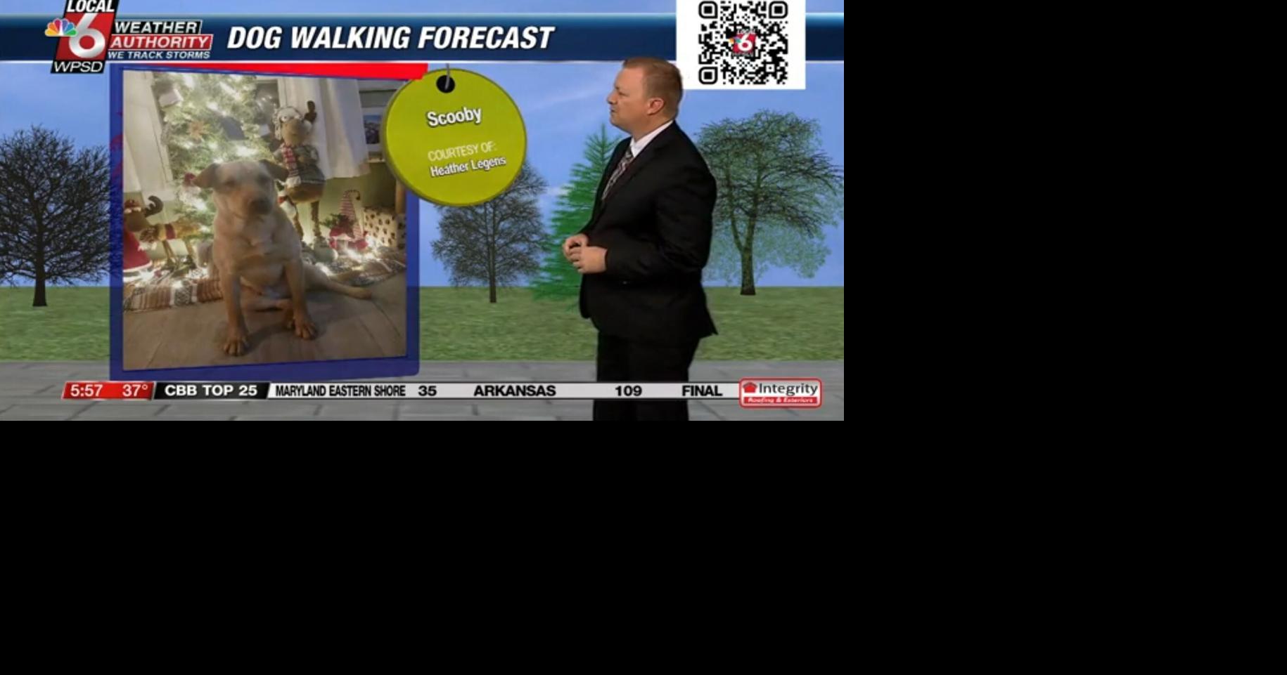 Dog walking forecast 11.26.24