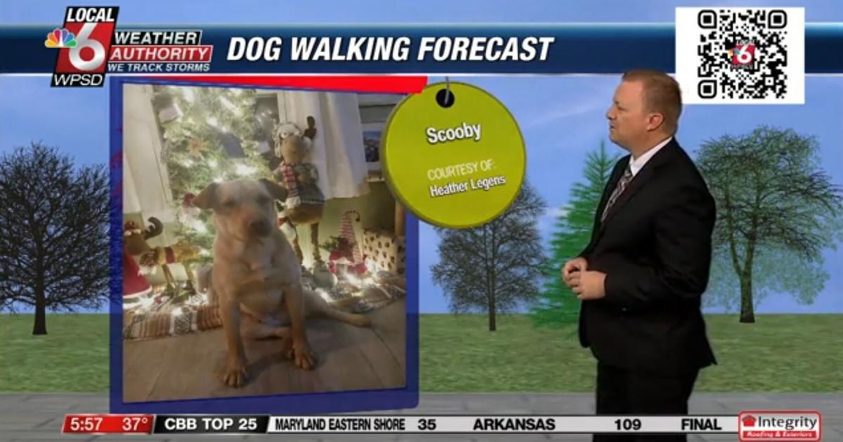 Dog walking forecast 11.26.24 Dog walking forecast 11.26.24