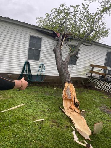 Tree damage from straight-line winds in Troy, Tennessee