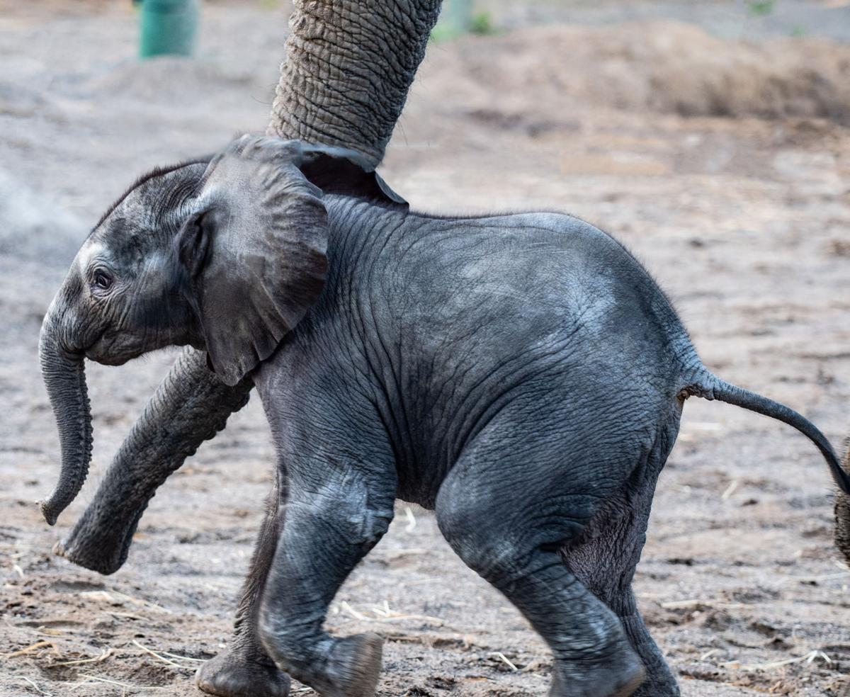 Louisville Zoo debuts new elephant calf | News | WPSD Local 6