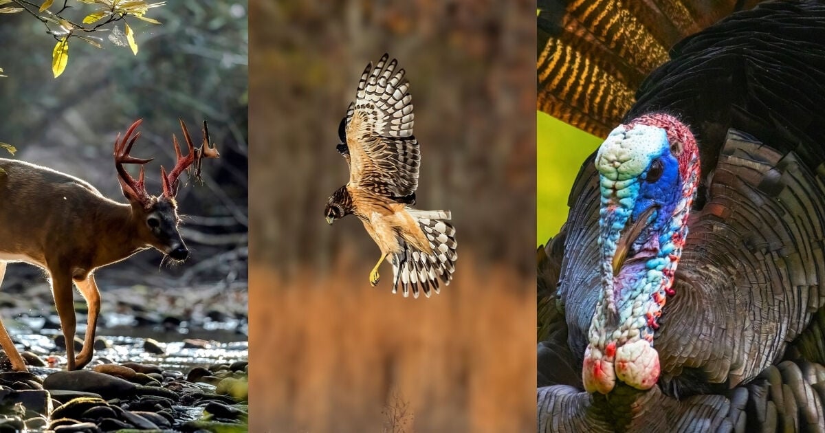 Tennessee Wildlife Resource Agency seeking photography submissions for Magazine Photo Contest