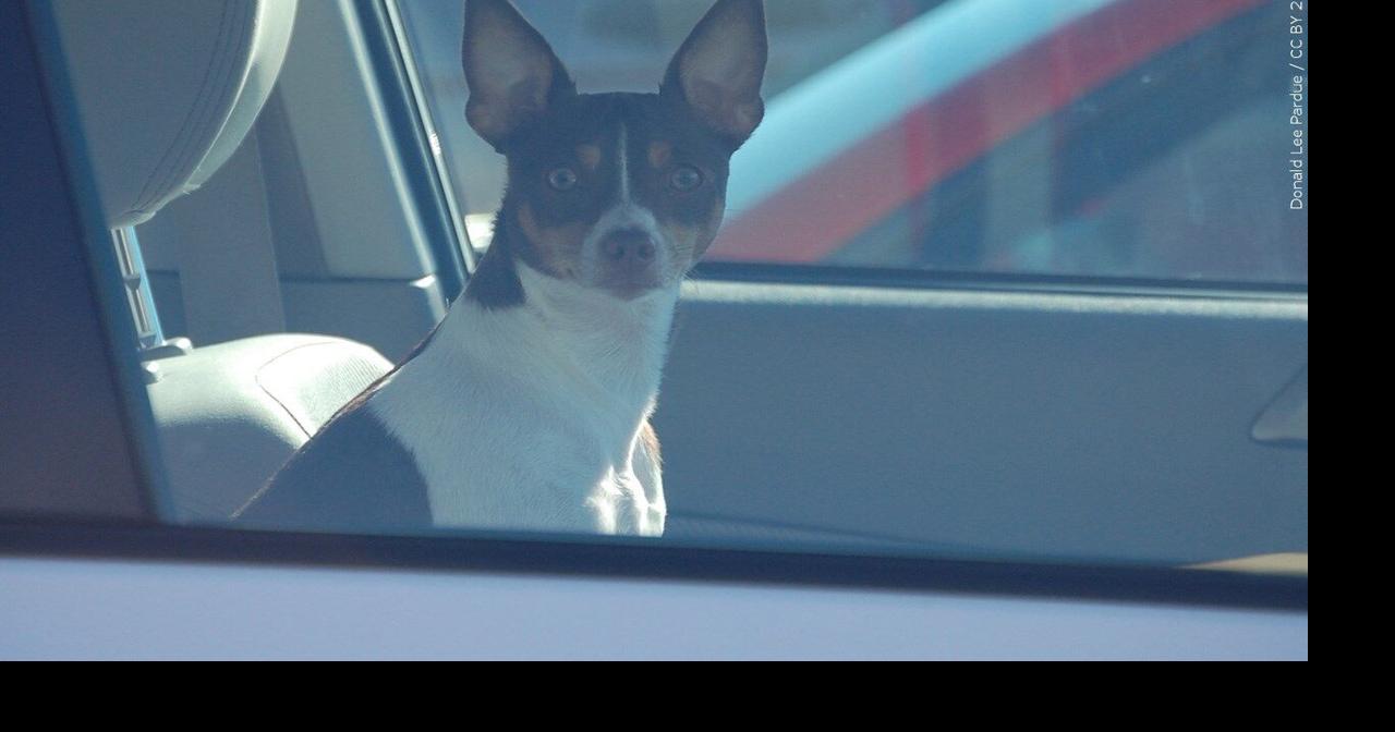 McCracken County Animal Control is warning pet owners about the dangers