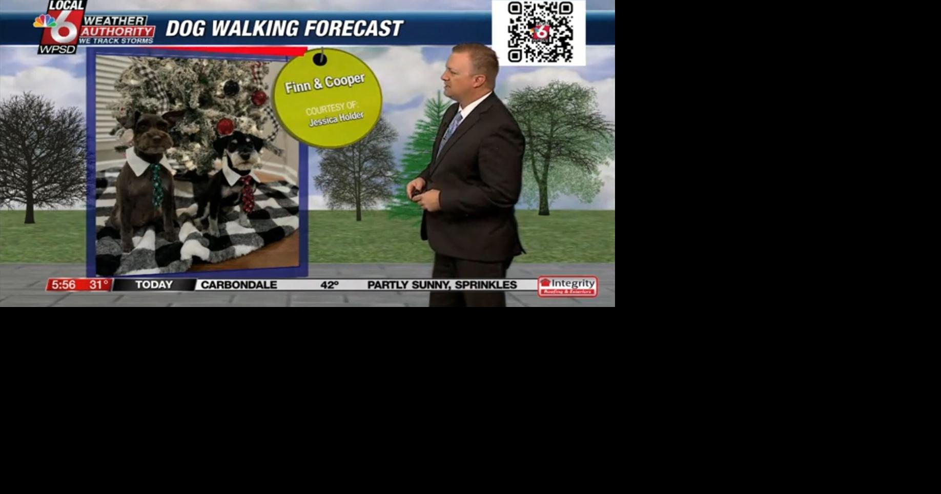 Dog walking forecast 12.11.24