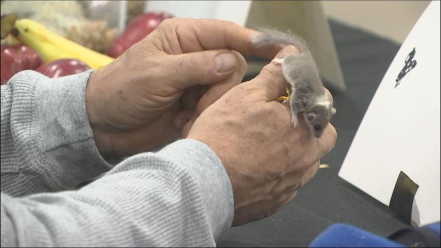 Exotic breeders hope for high sales and good homes for animals News