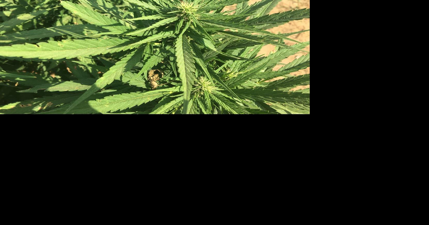 Graves County Circuit Court reaches verdicts in dual hemp company lawsuits