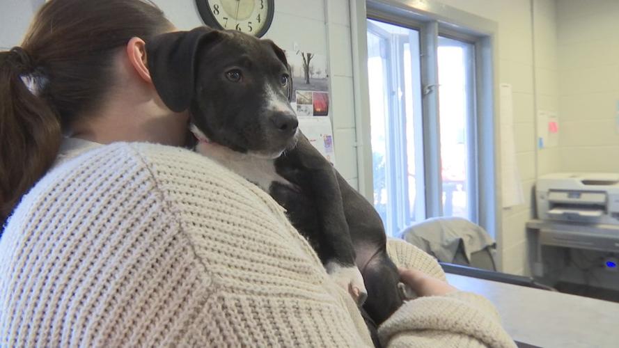 McCracken County Humane Society working with trainer to make dogs more