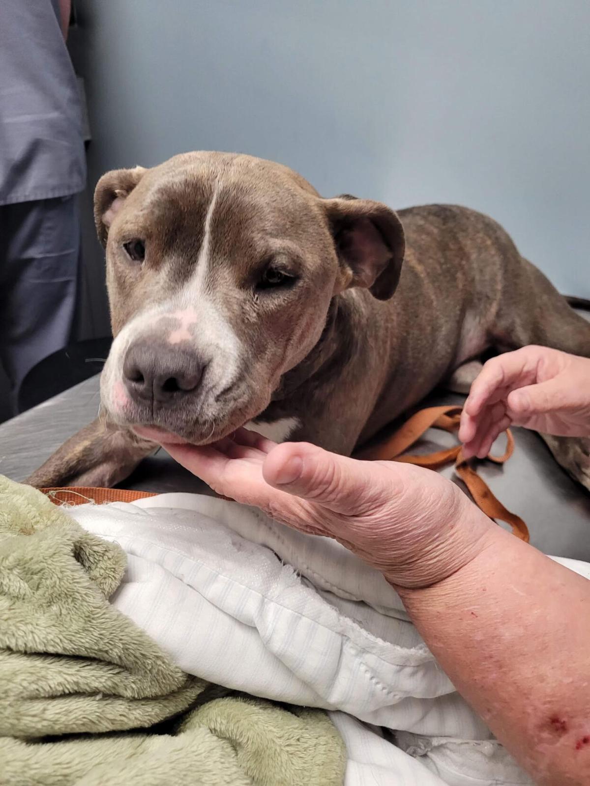 Dog surviving gunshot wound arrives at Kentucky Humane Society for medical  care