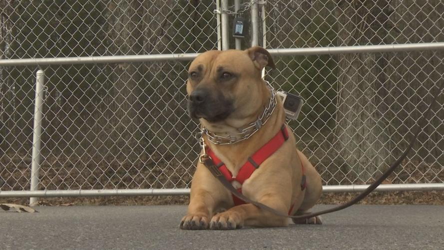 McCracken County Humane Society working with trainer to make dogs more