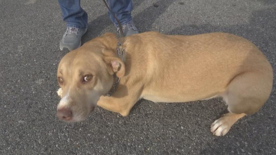 McCracken County Humane Society working with trainer to make dogs more