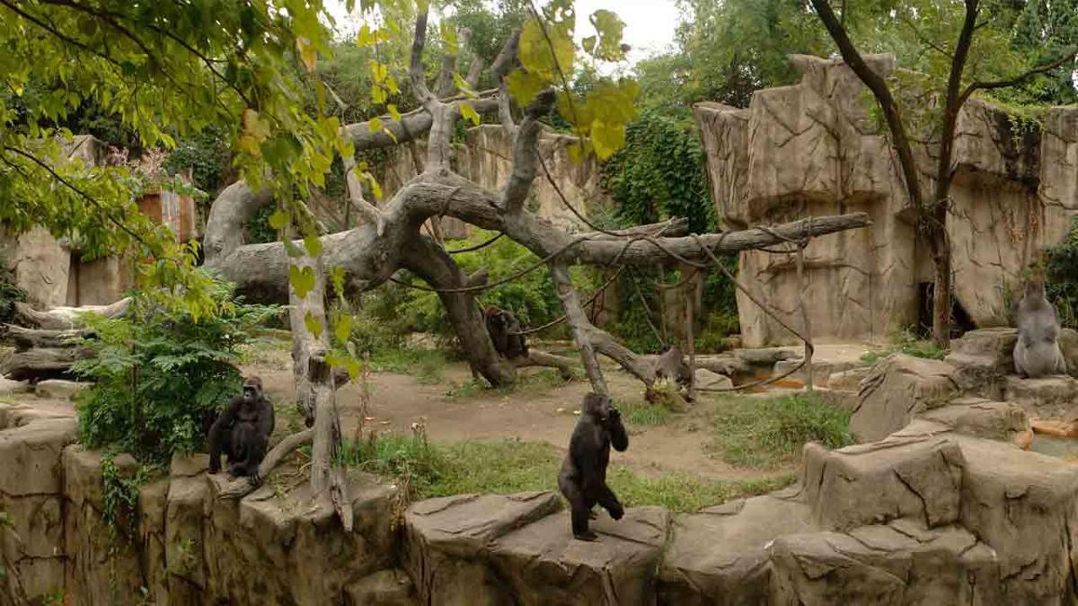Cincinnati Zoo Gorilla Exhibit Set To Reopen News Wpsd Local 6