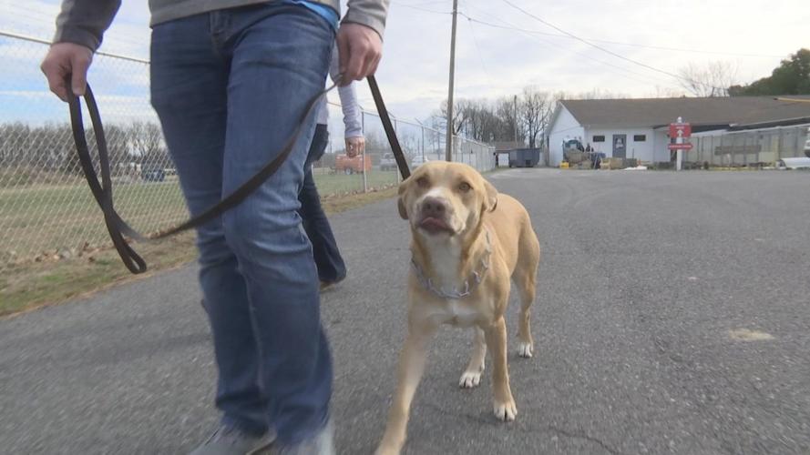 McCracken County Humane Society working with trainer to make dogs more