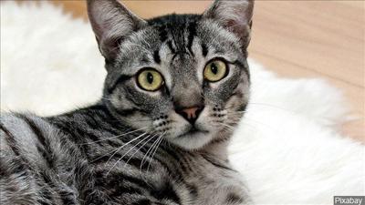 Surging Cat Population At Chicago Shelter Poses Crisis Illinois