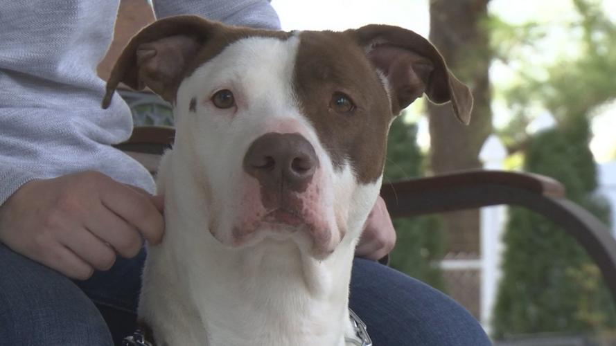 McCracken County Humane Society working with trainer to make dogs more