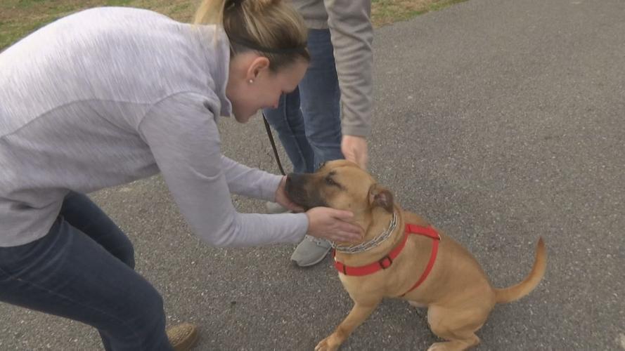 McCracken County Humane Society working with trainer to make dogs more