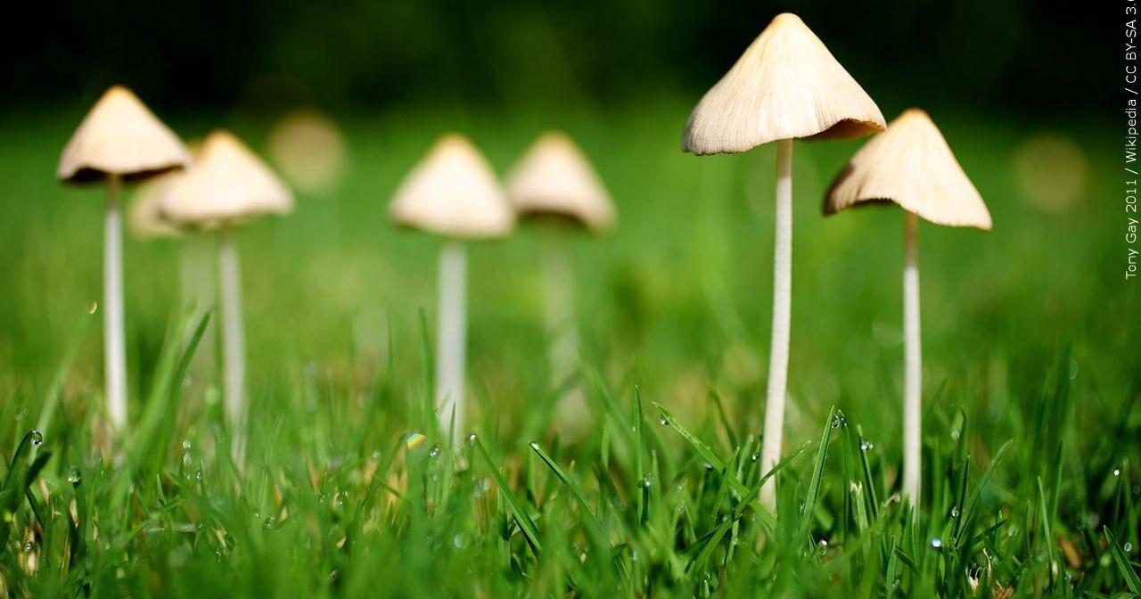 Wild mushrooms suspected of killing 3 who ate a family lunch together in Australia - Vimarsana News