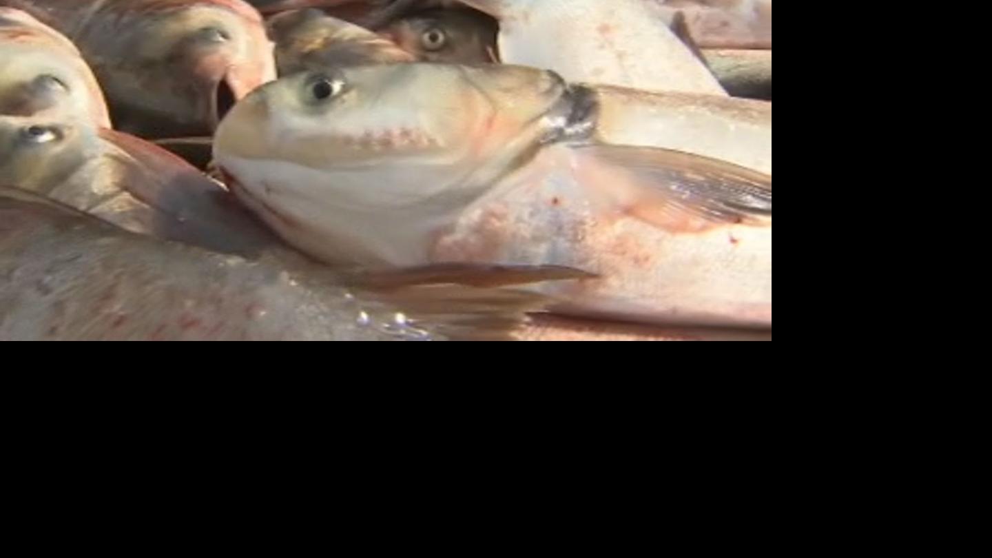 Finding solutions to the Asian Carp problem Kentucky News WPSD Local 6