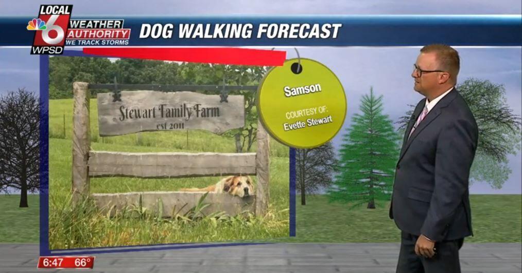 Dog walking forecast 6.3.25