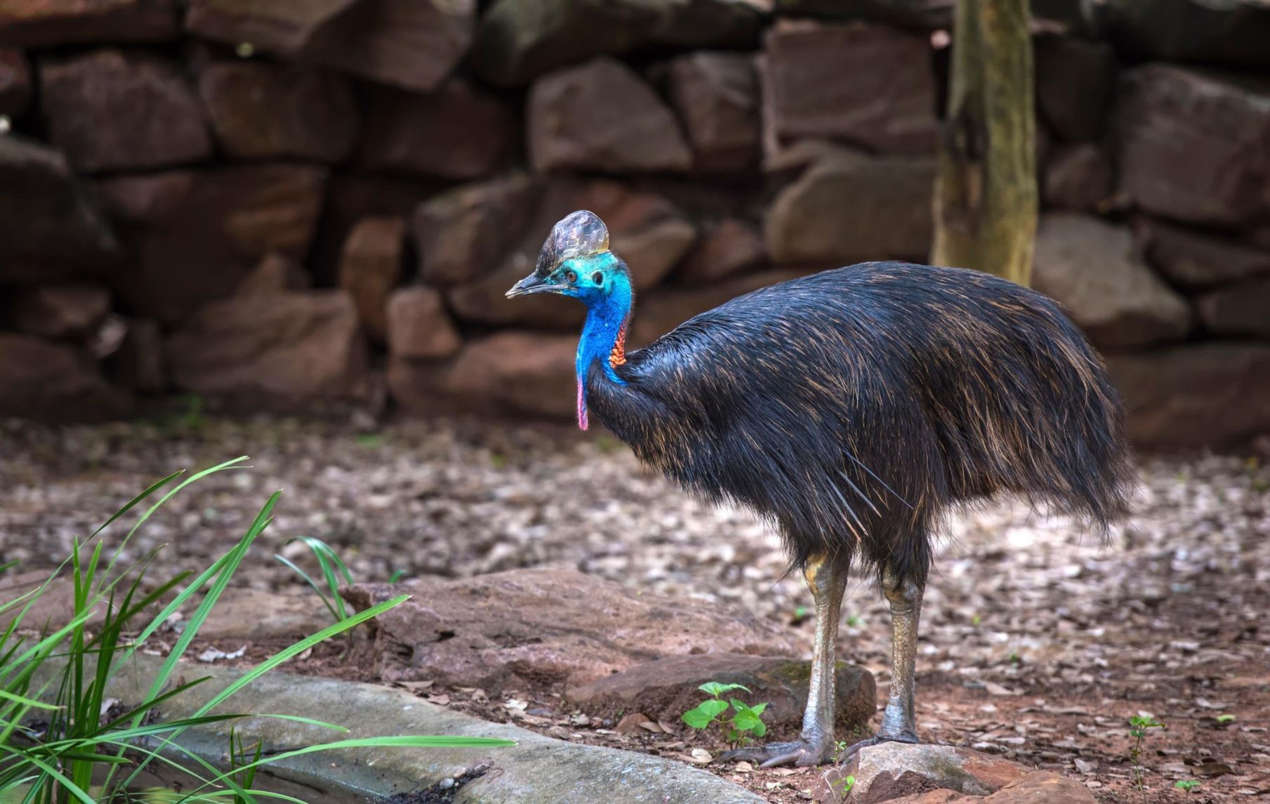 A cassowary, a rare emu-like bird, attacks and kills Florida