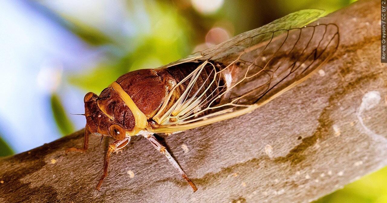 Extremely rare "blue-eyed" cicada spotted in Chicago suburb - Vimarsana News