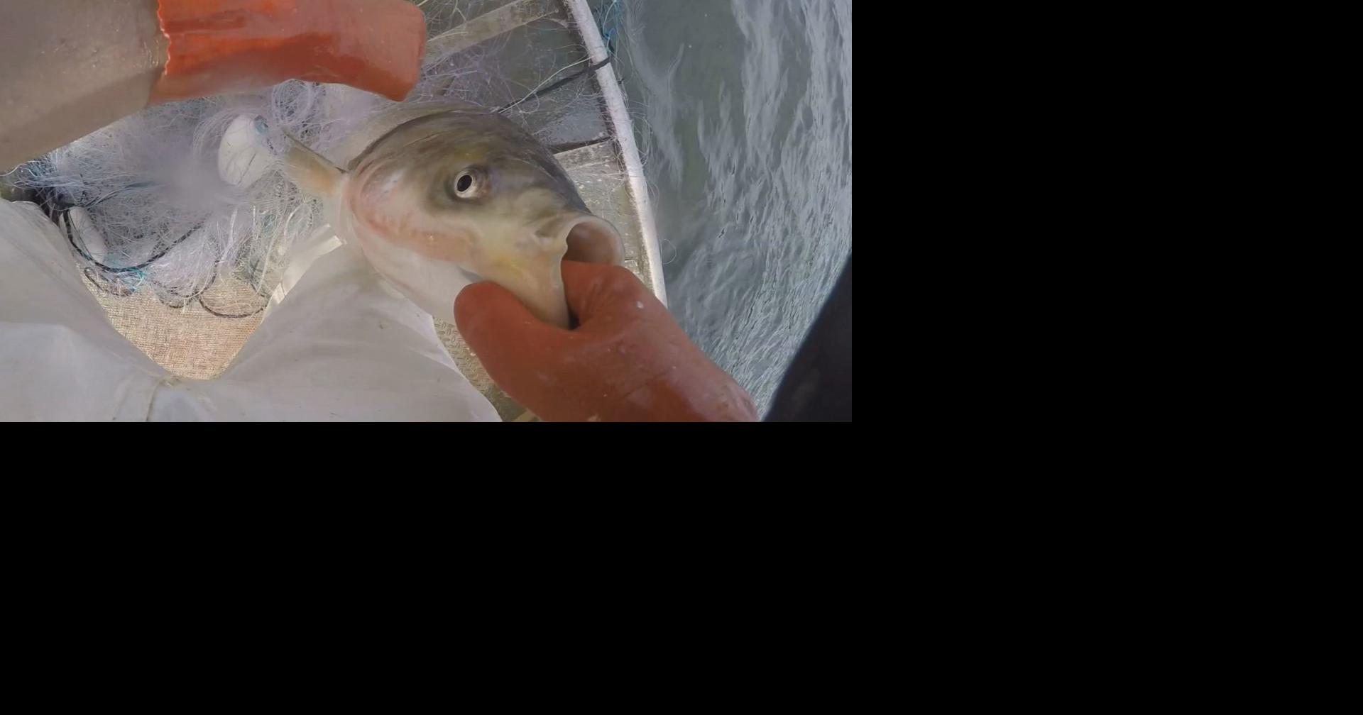 Kentucky wildlife officials trying new Asian carp control | News | WPSD ...