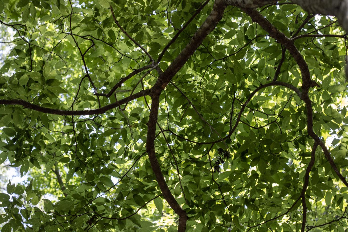 City of Paducah to plant six trees in Kolb park  News  WPSD Local 6