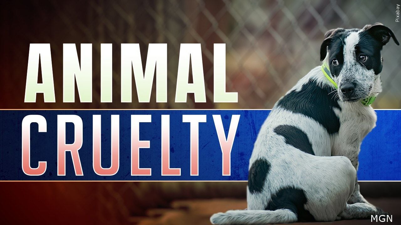 Lawyer speaks after Illinois woman charged in alleged puppy mill case | News | WPSD Local 6