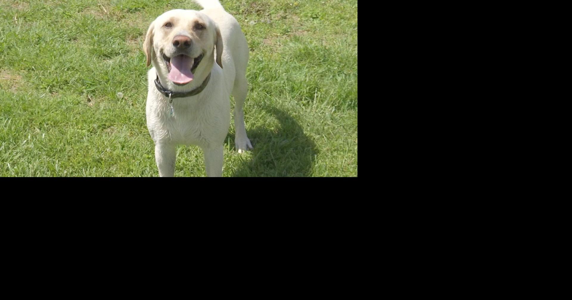 Will Pepper Spray Hurt A Dog