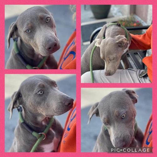 Bashfulness — a precious girl ready to find her family Community