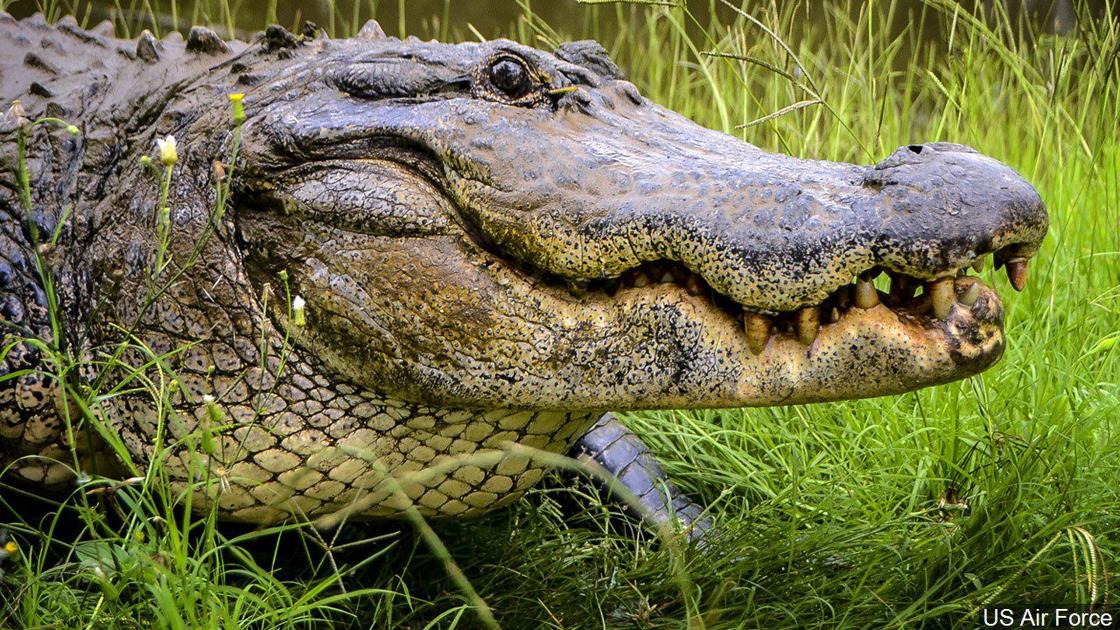 Alligators moving into Southwest Tennessee | News | WPSD Local 6